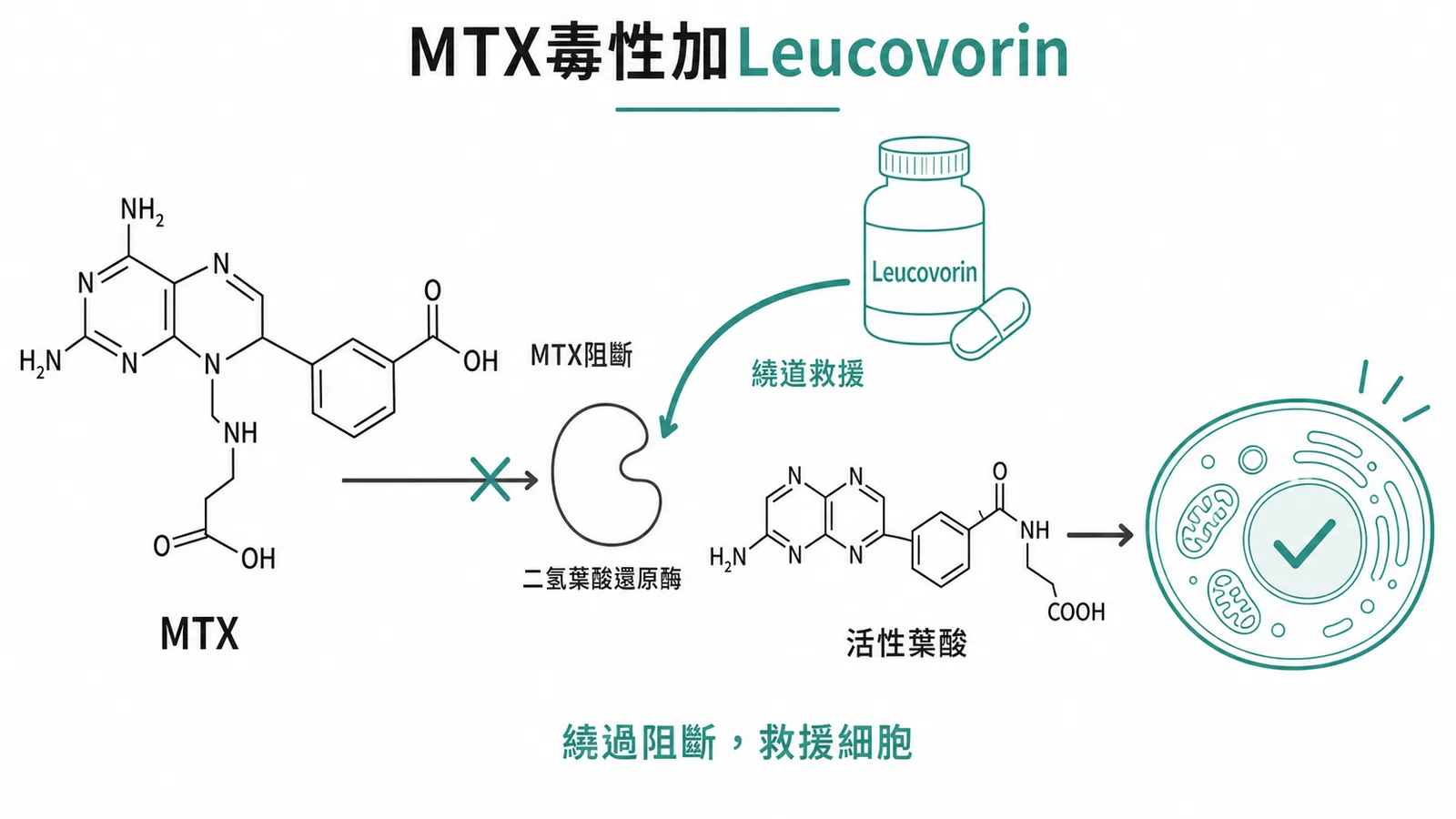高劑量 MTX 毒性時增加 leucovorin 救援的機轉示意圖