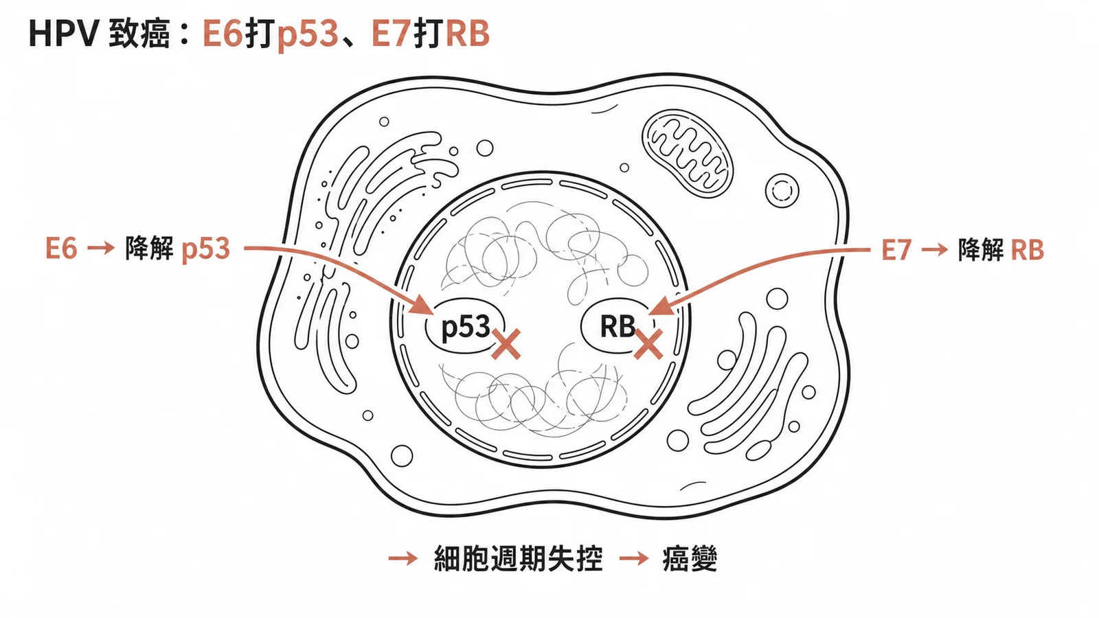 HPV E6 降解 p53 與 E7 降解 RB 致癌機轉示意圖