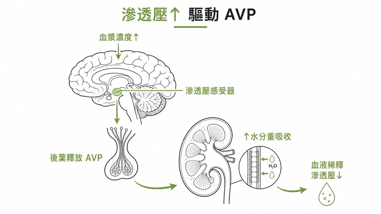 血漿滲透壓升高是刺激抗利尿激素釋放的最主要機制