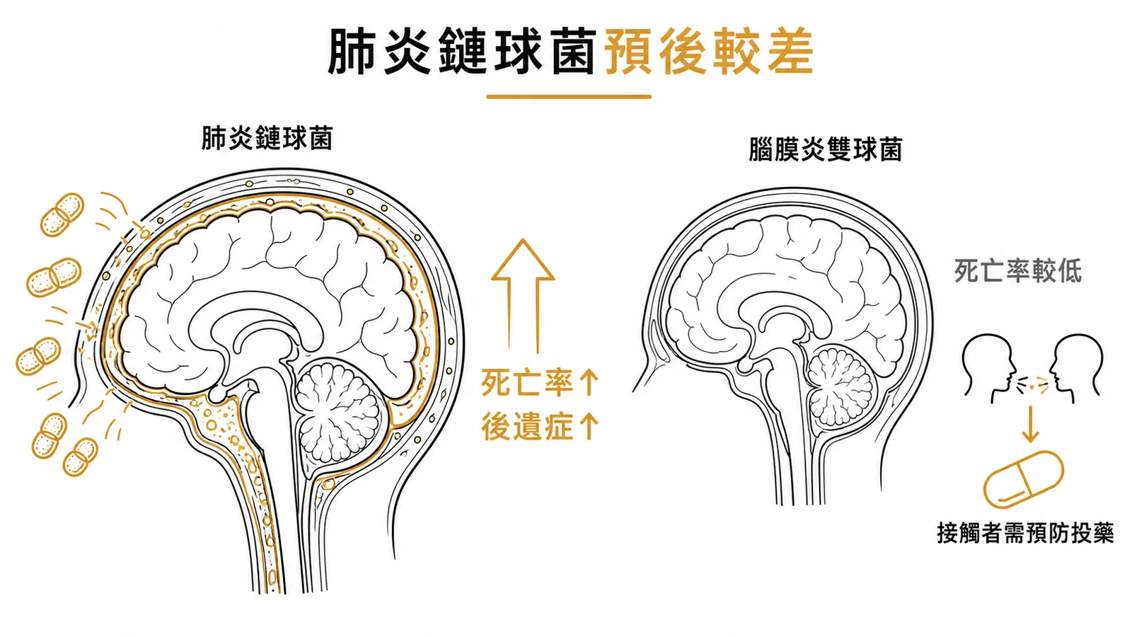 肺炎鏈球菌腦膜炎的死亡率與併發症普遍高於腦膜炎雙球菌腦膜炎