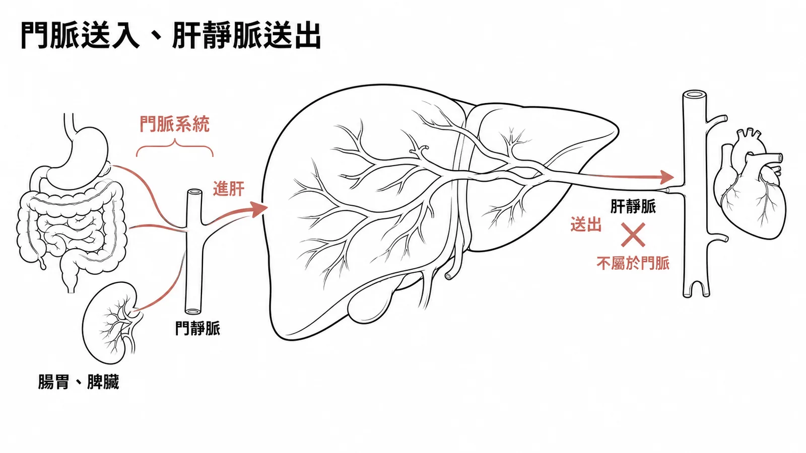 肝門脈系統血流方向：消化道血液送入肝臟，肝靜脈送出
