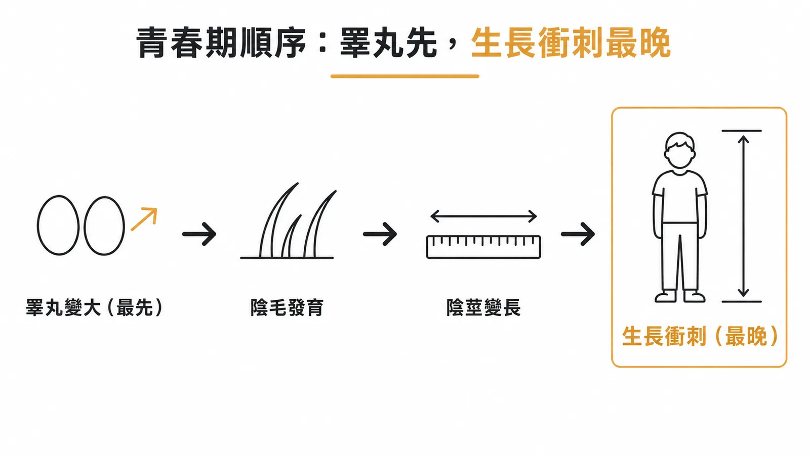 男性青春期順序:睪丸變大(最先)→ 陰毛 → 陰莖 → 生長衝刺(最晚)