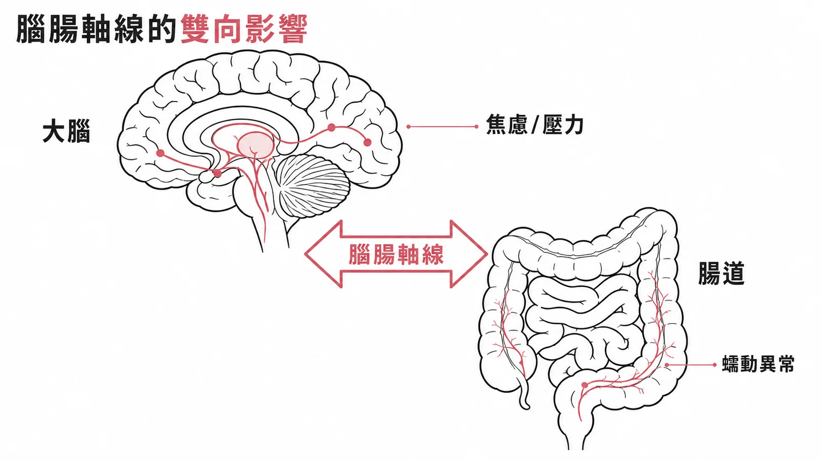 腦腸軸線雙向影響:大腦焦慮壓力與腸道蠕動異常互相作用