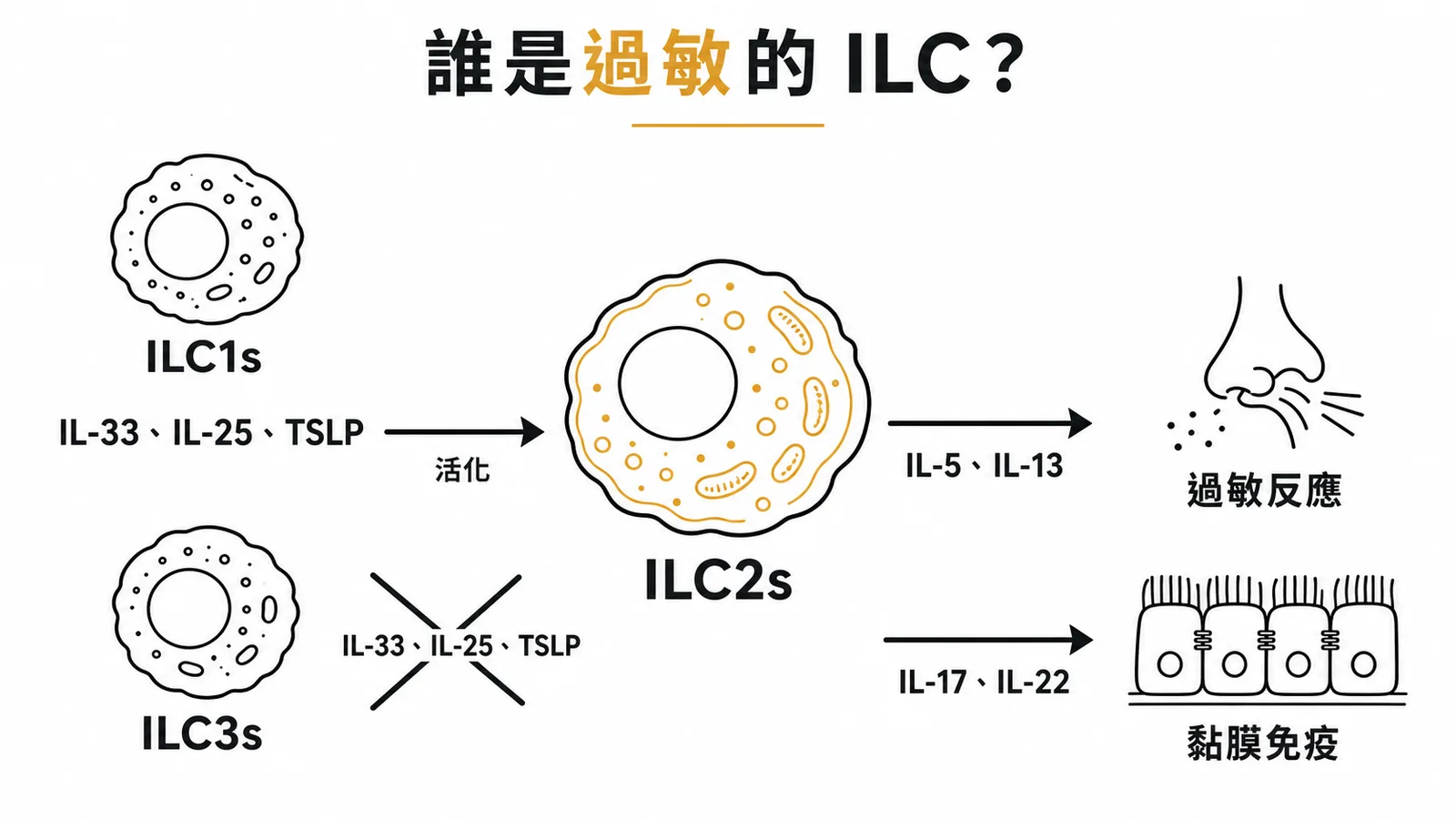 ILC分型與過敏：ILC2s被IL-33、IL-25、TSLP活化驅動過敏反應的示意圖