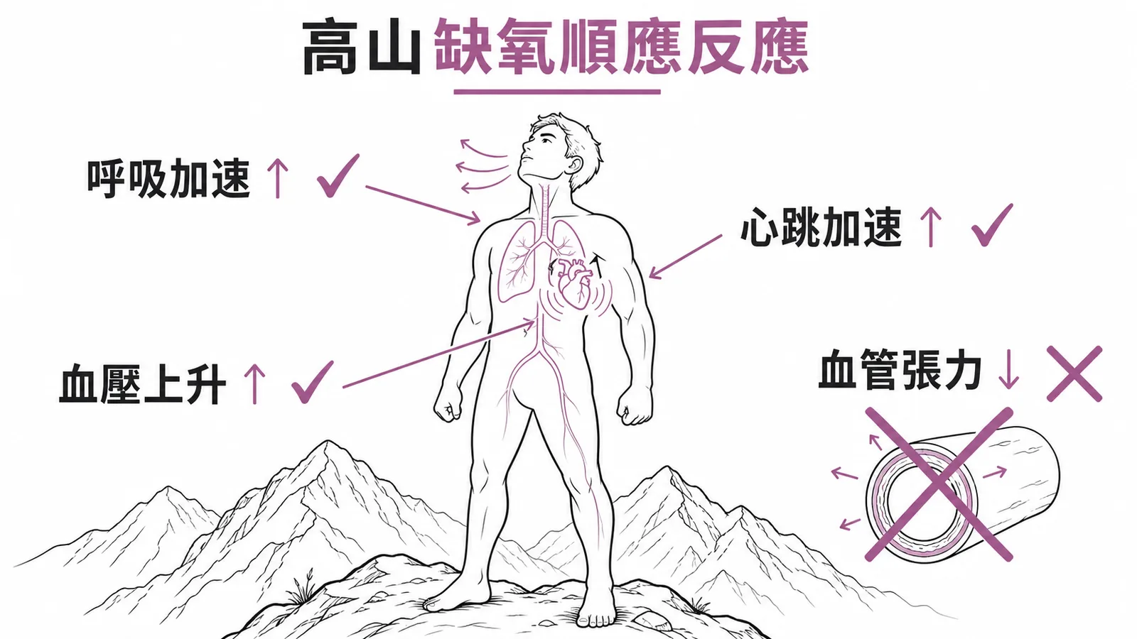 高山缺氧順應反應：呼吸加速、心跳加速、血壓上升為正常代償，血管張力下降則否