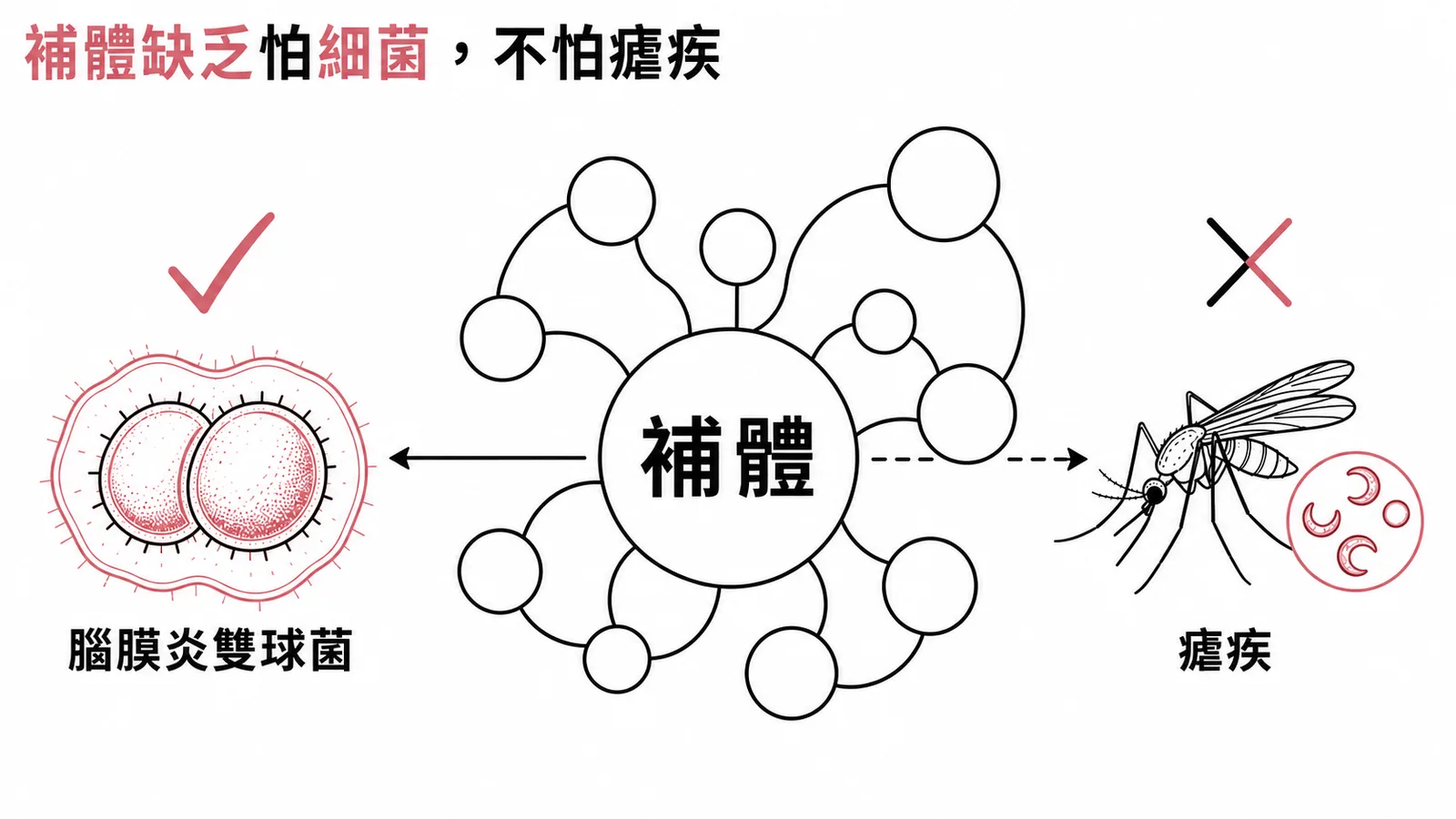 補體缺乏增加莢膜細菌感染風險，與瘧疾無直接關聯