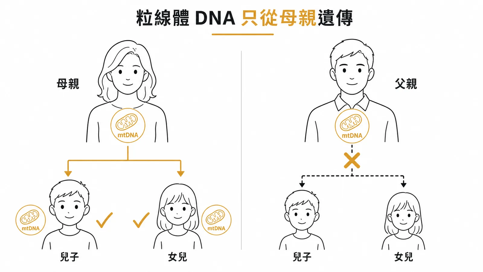 粒線體DNA母系遺傳：只由母親傳給所有子女