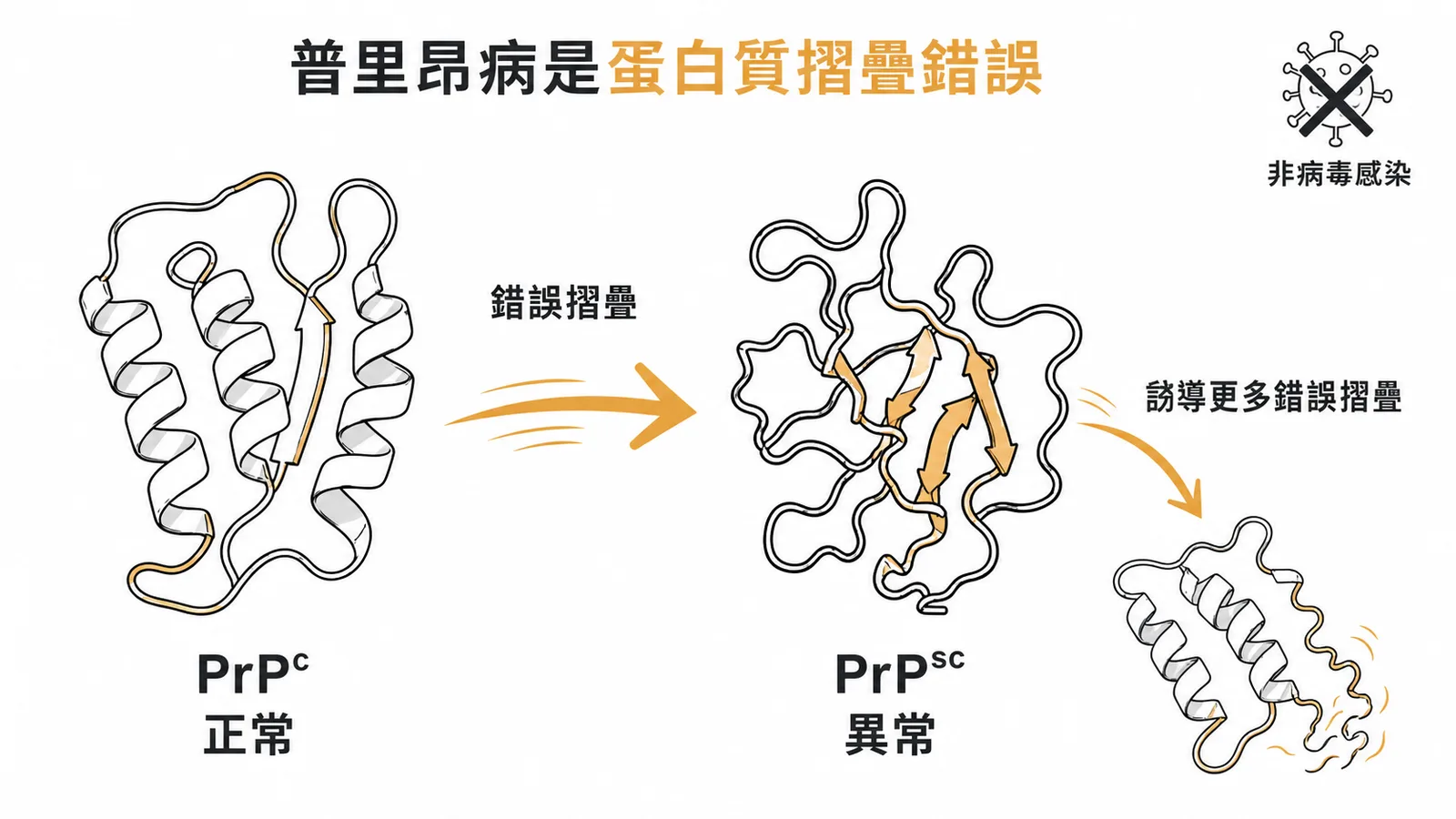 普里昂病是蛋白質摺疊錯誤：PrPc 錯誤摺疊為 PrPSc，非病毒感染