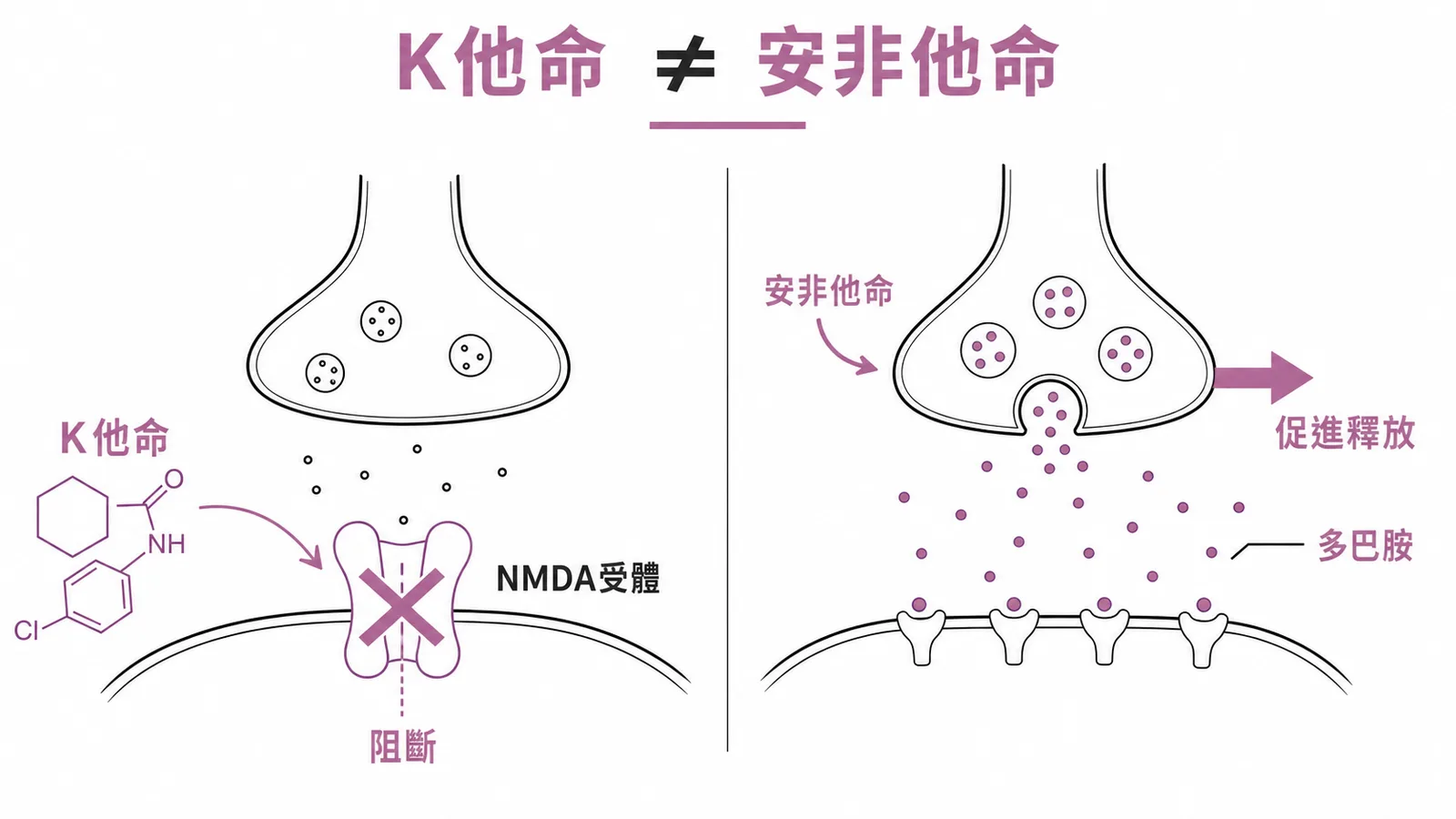 K他命與安非他命藥理機轉對比:NMDA受體阻斷 vs 多巴胺促進釋放