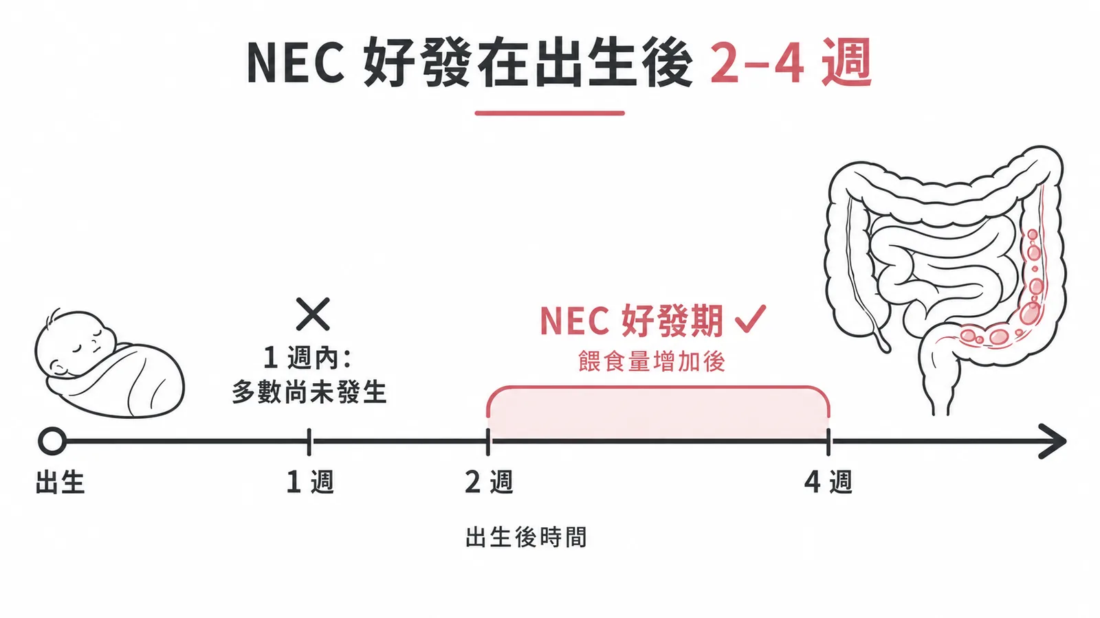 NEC壞死性腸炎好發在出生後2至4週的時間軸示意圖
