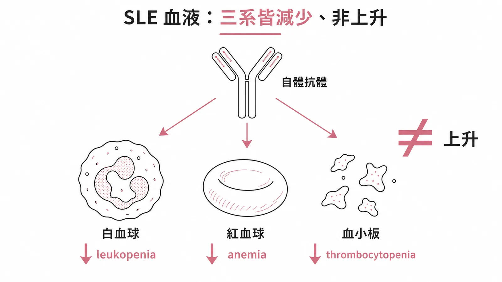 SLE 自體抗體攻擊血球造成三系減少而非上升