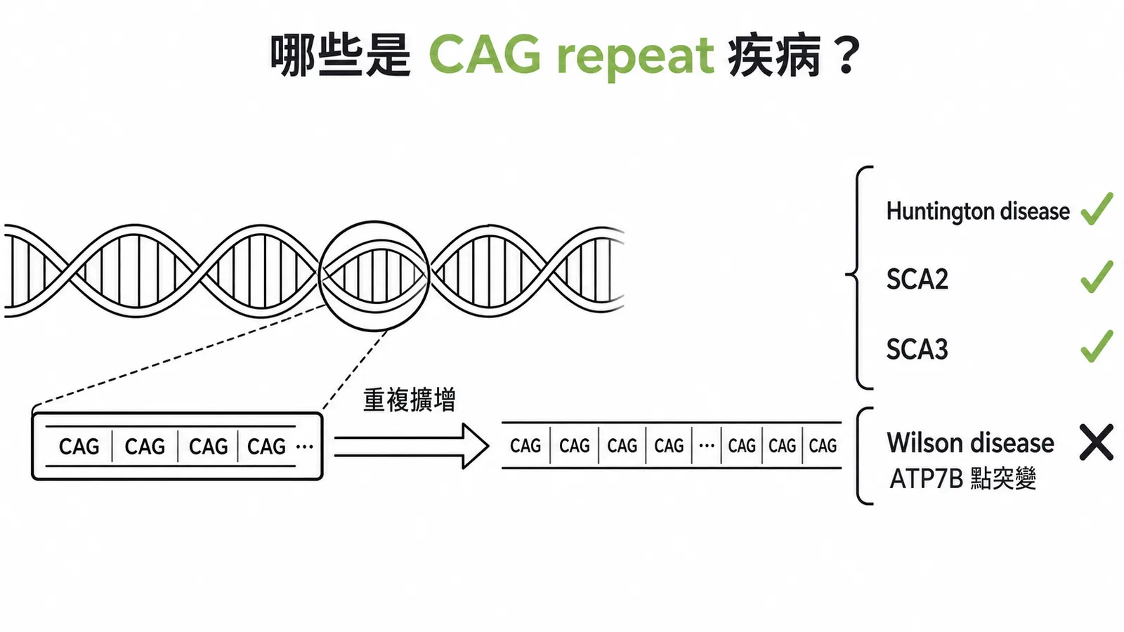 CAG三核苷酸重複擴增疾病分類與Wilson disease的區別示意圖