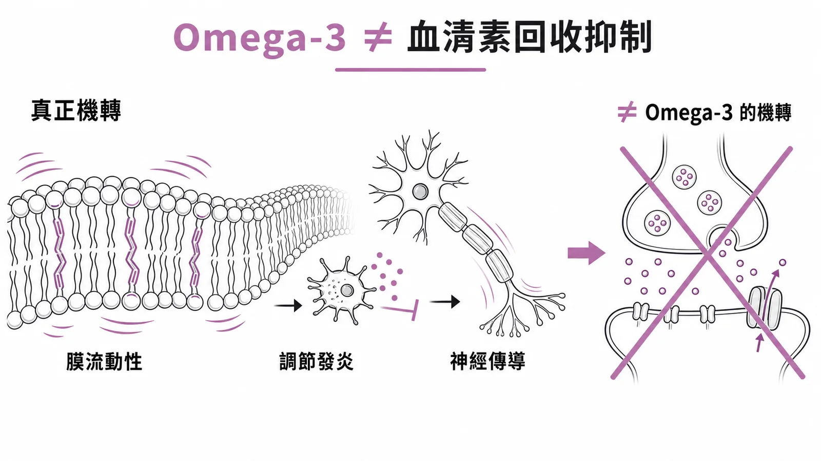 Omega-3的機轉是膜流動性、抗發炎、神經傳導,而非血清素回收抑制