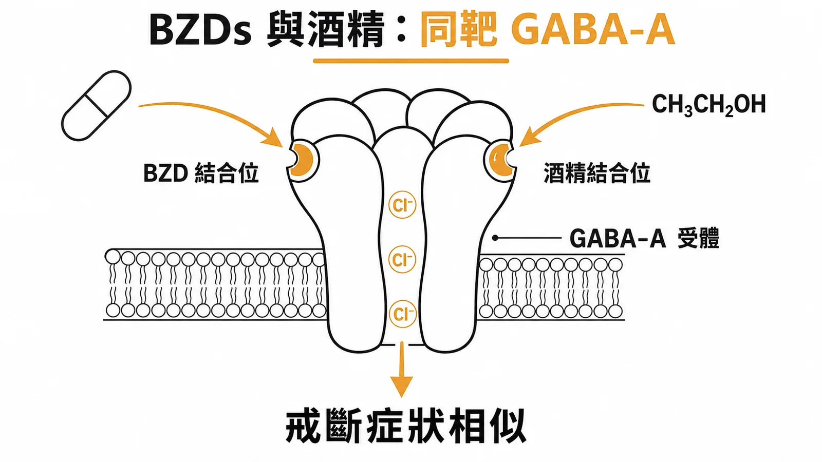 BZDs與酒精都作用於GABA-A受體，戒斷症狀因此極為相似