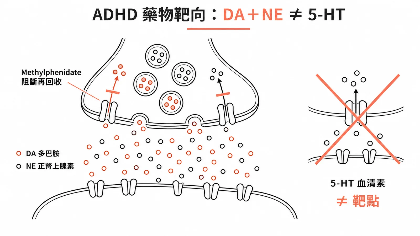 Methylphenidate抑制多巴胺與正腎上腺素再回收,非血清素回收抑制劑