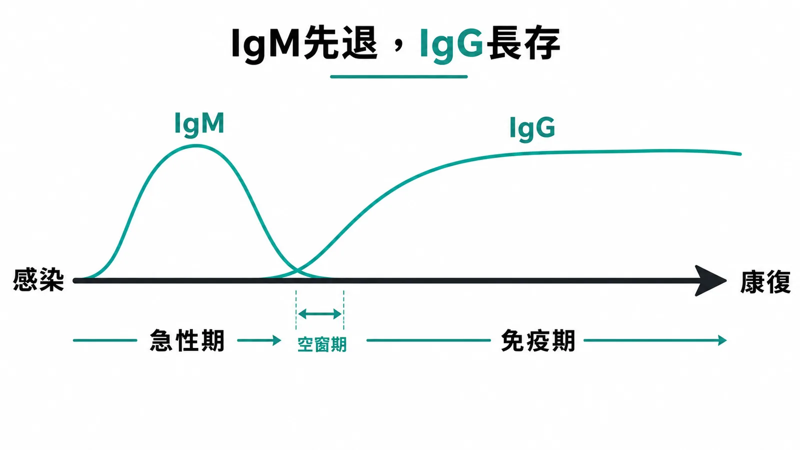 IgM先升先退代表急性感染而IgG後升長存代表免疫