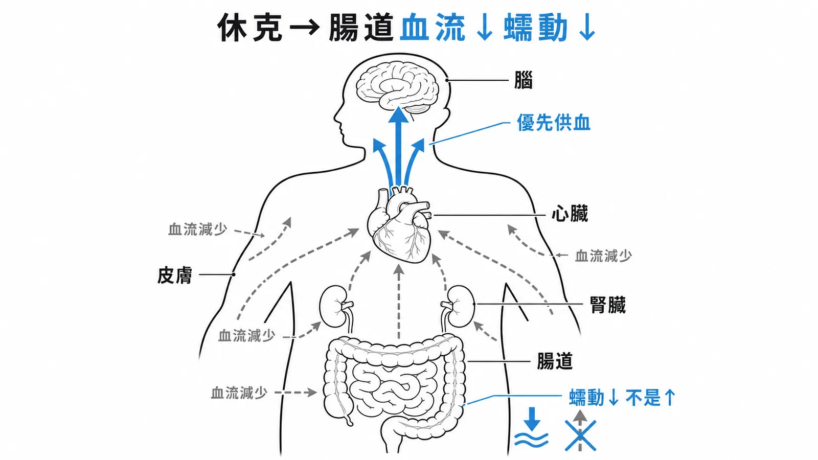 休克時血流從腸道等非必要器官分流至心腦，腸道蠕動減慢而非增快