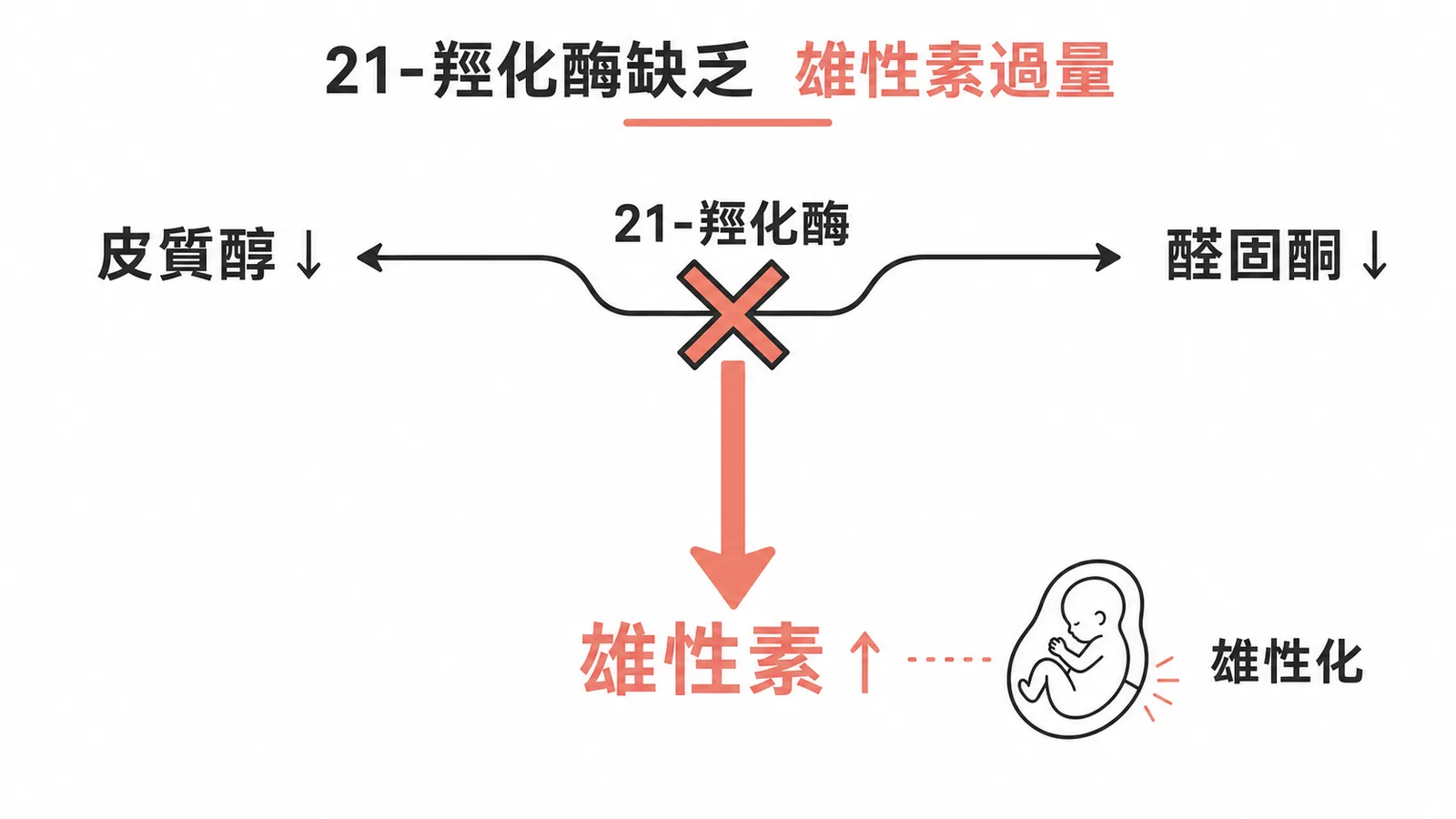 21-羥化酶缺乏導致雄性素過量的類固醇合成路徑示意圖