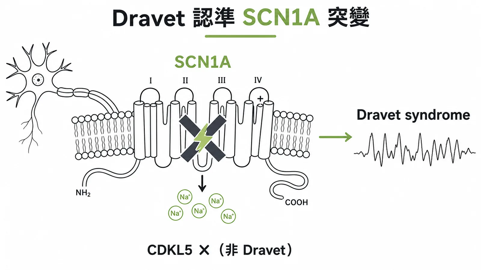 Dravet syndrome致病基因SCN1A鈉離子通道突變示意圖