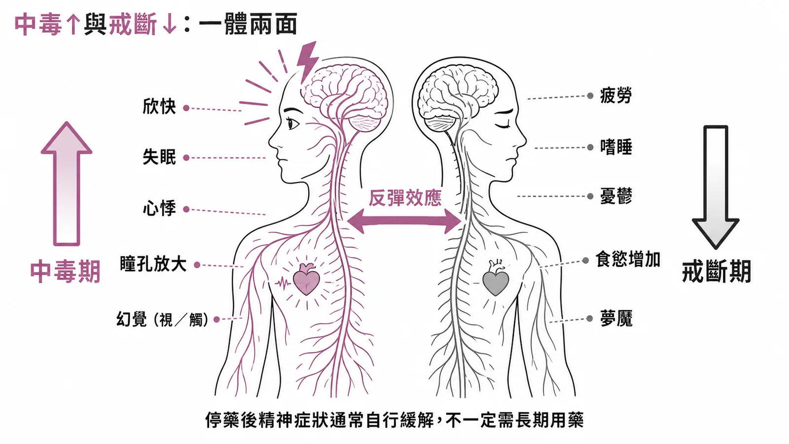 興奮劑中毒期與戒斷期症狀對照：中毒期欣快失眠心悸，戒斷期疲勞嗜睡憂鬱，停藥後通常自行緩解