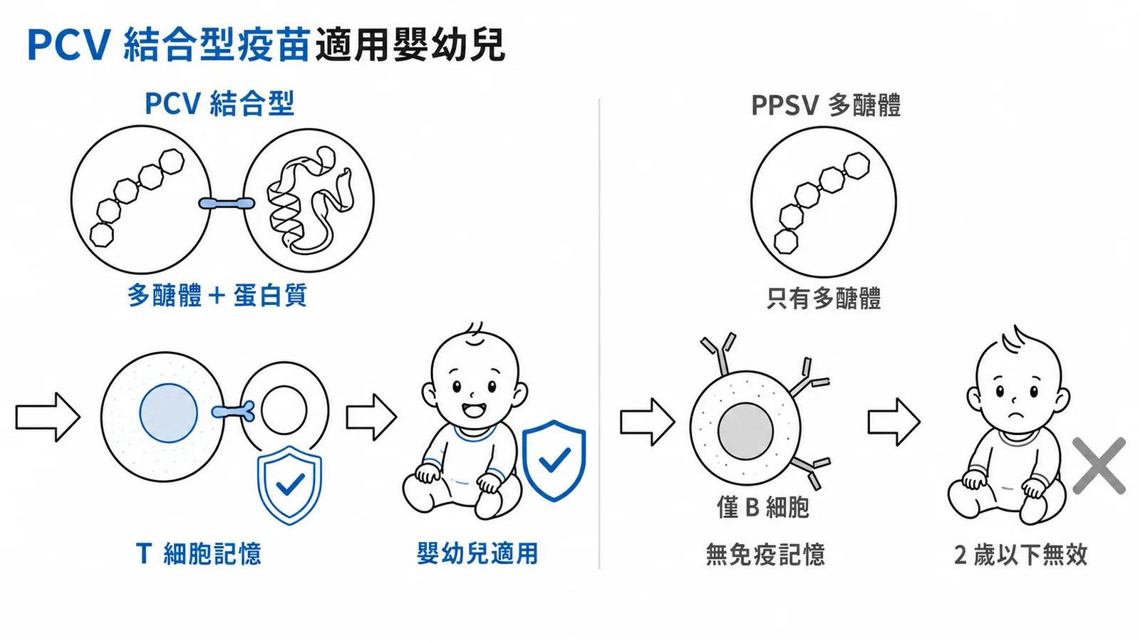PCV 結合型疫苗能引發 T 細胞免疫記憶，適用嬰幼兒；PPSV 多醣體疫苗對 2 歲以下無效