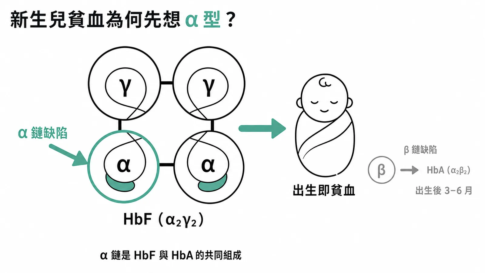 新生兒貧血為何先想α型地中海型貧血：α鏈是HbF與HbA的共同組成，缺陷在胎兒期即影響