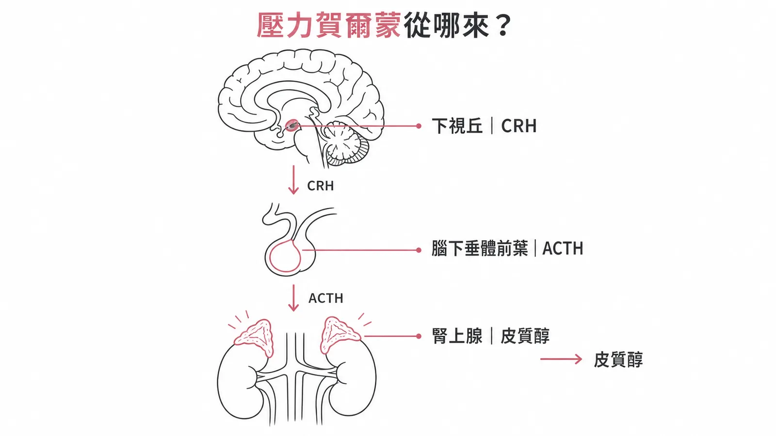 HPA軸壓力反應：下視丘CRH→腦下垂體ACTH→腎上腺皮質醇