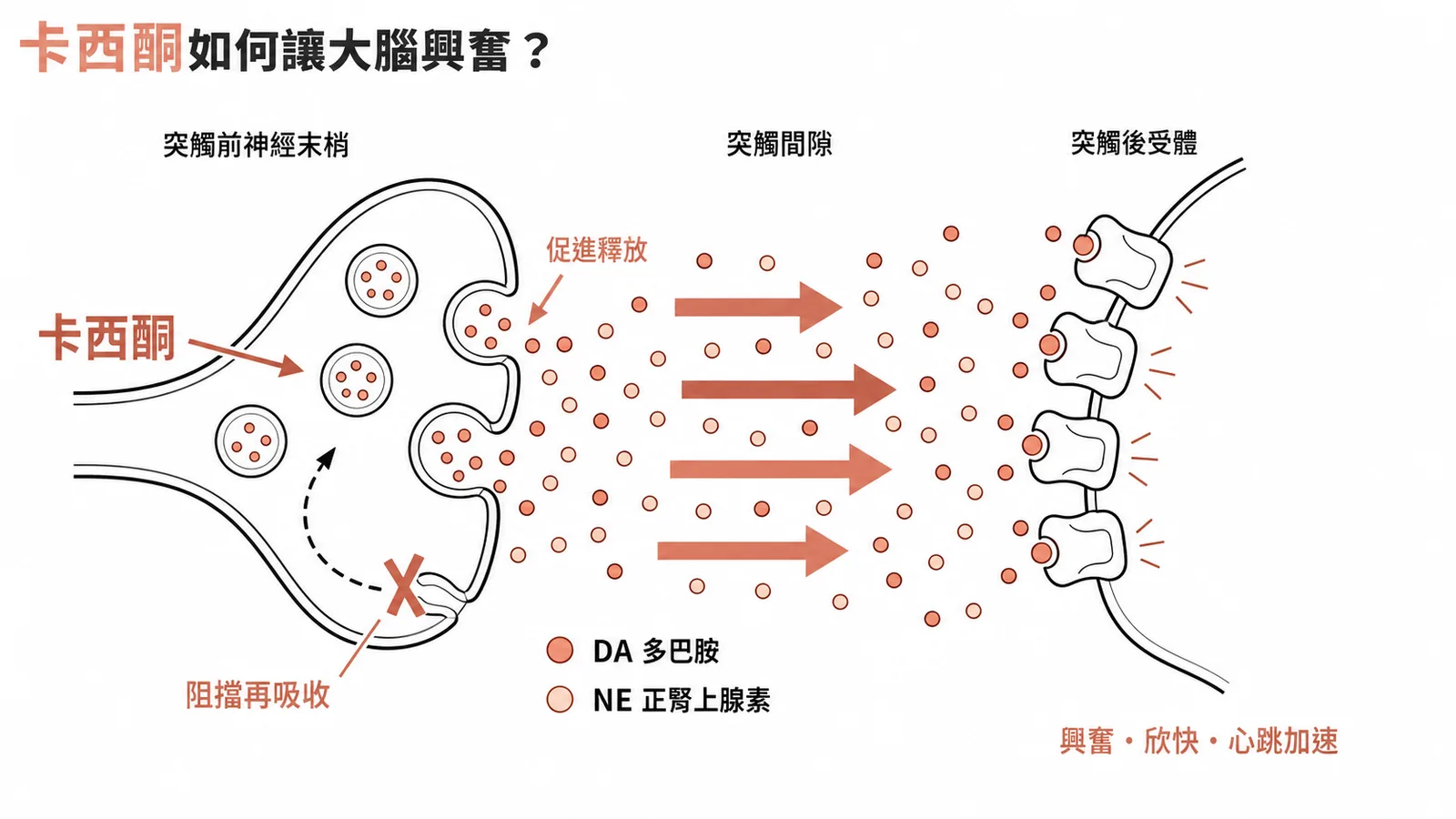 卡西酮作用機轉：阻擋再吸收並促進多巴胺與正腎上腺素釋出，引起興奮欣快