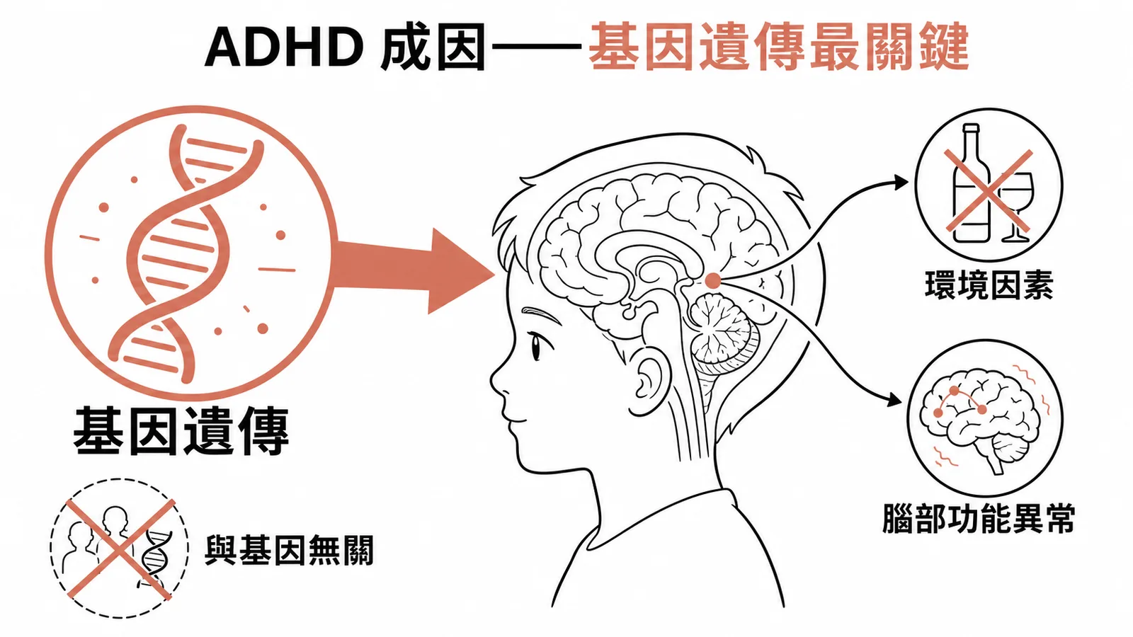 ADHD成因中基因遺傳為最關鍵因子的示意圖
