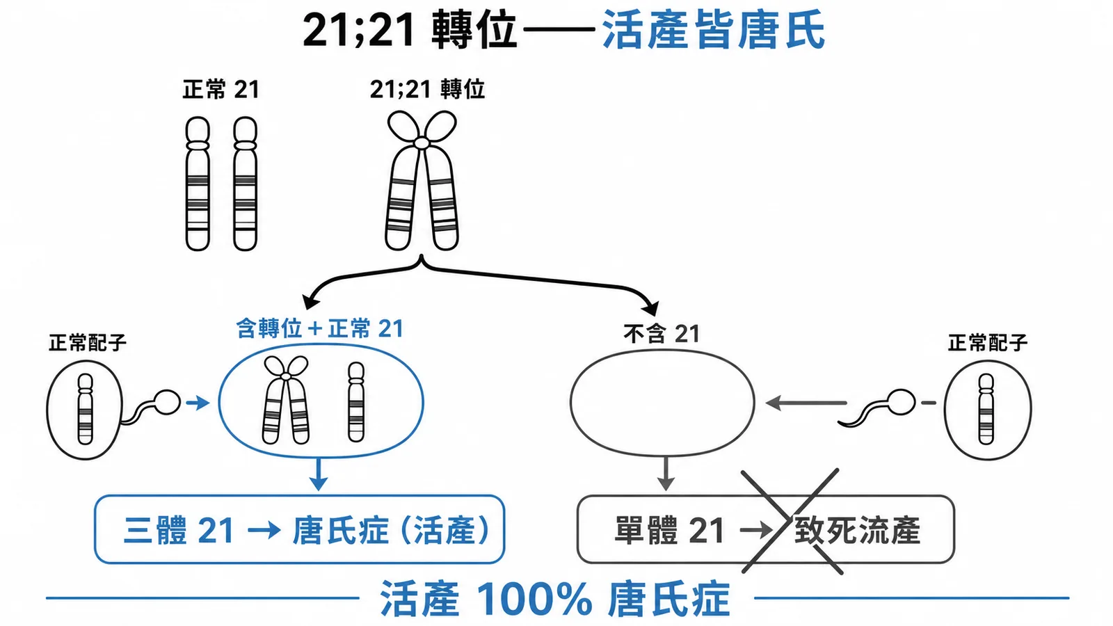 21;21轉位帶因者配子分離導致活產皆為唐氏症的示意圖