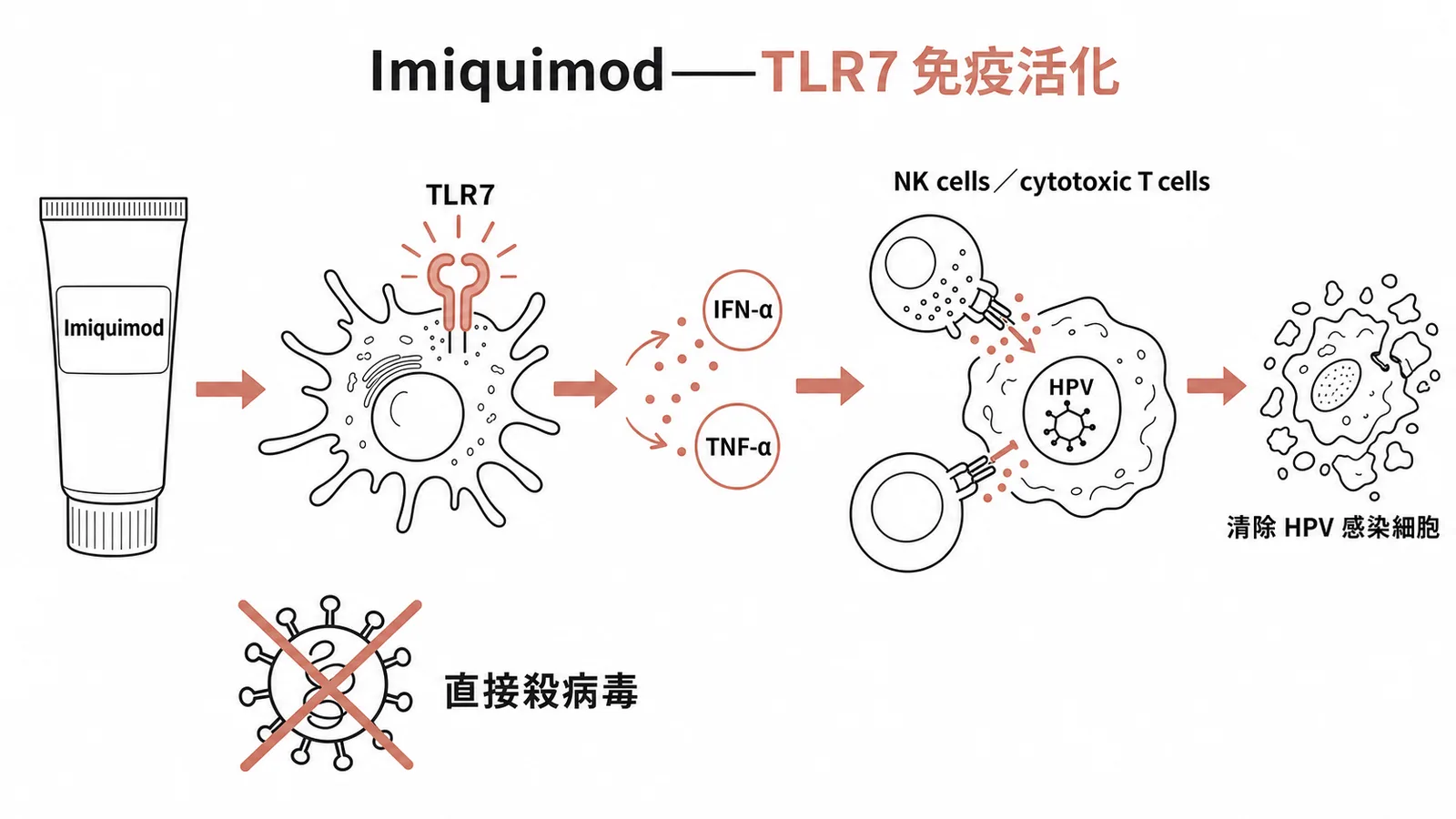 Imiquimod經TLR7活化免疫清除HPV感染細胞的機轉圖