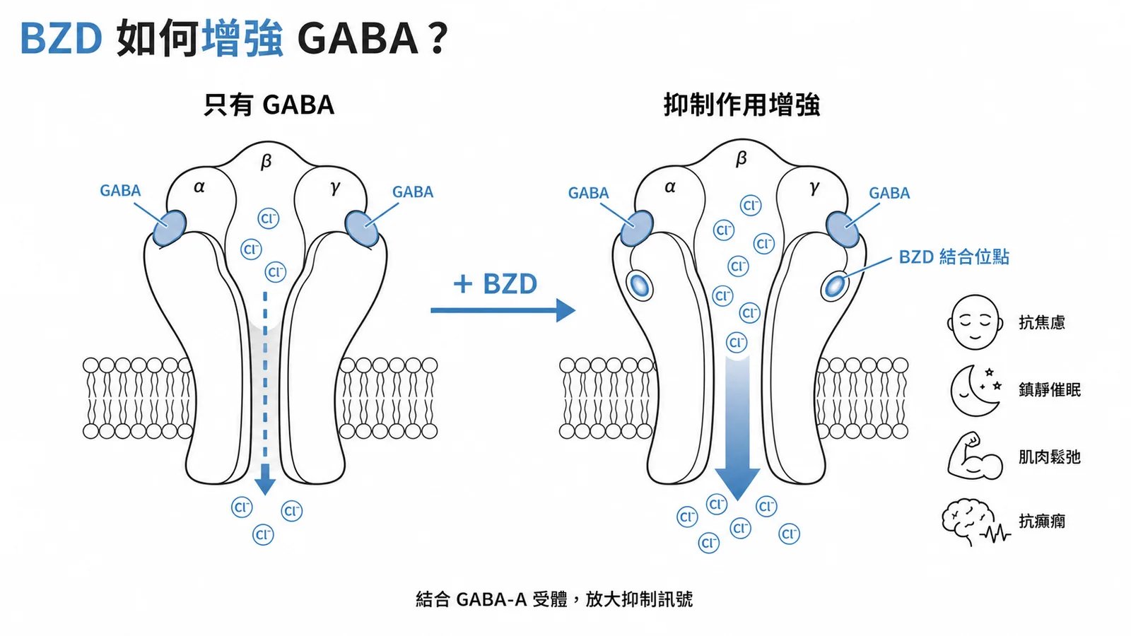 BZD 結合 GABA-A 受體增強抑制作用機轉示意圖