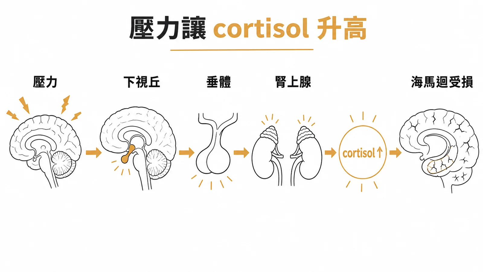 壓力活化 HPA 軸使 cortisol 升高並損害海馬迴的流程