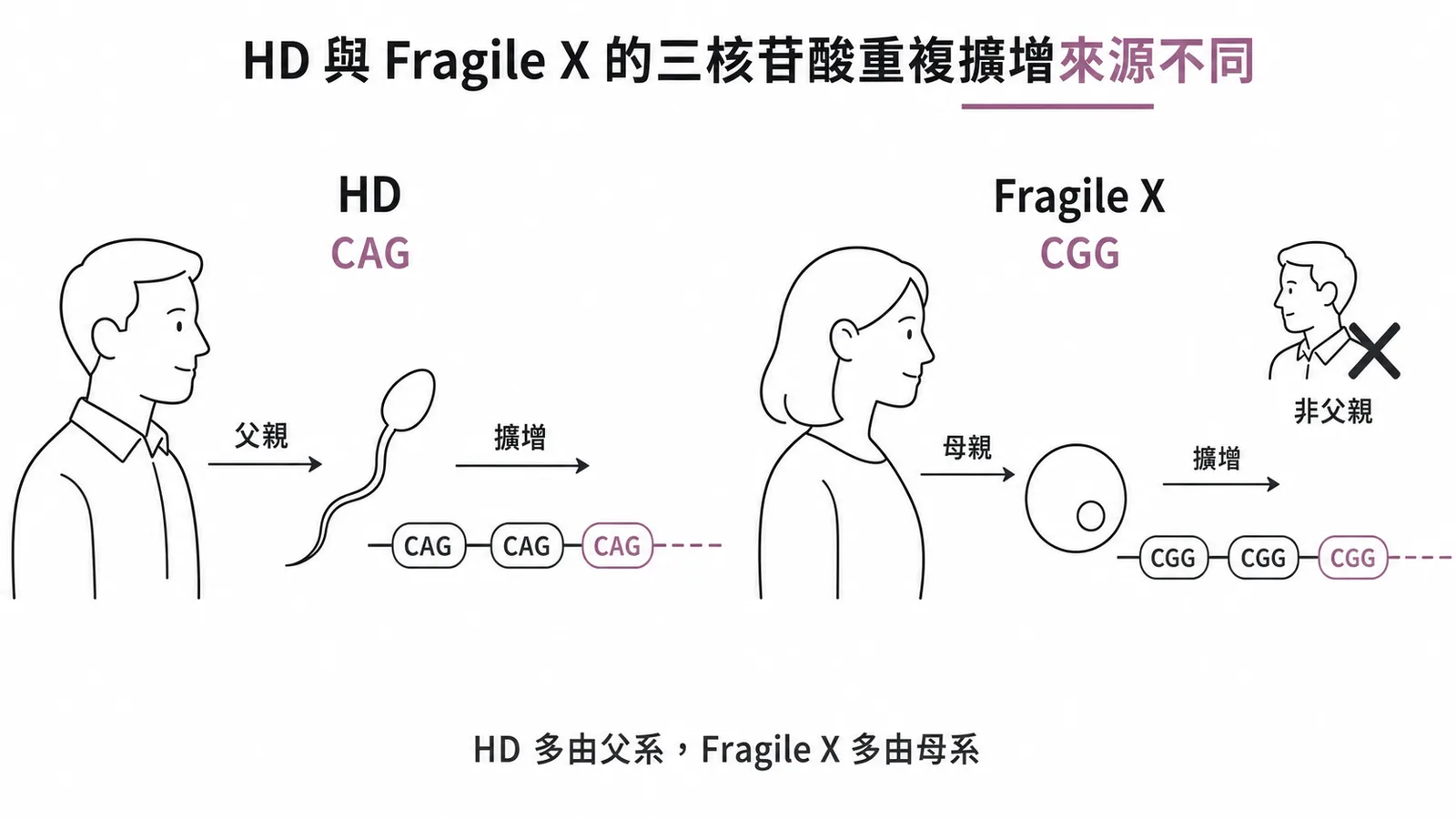 HD 與 Fragile X 三核苷酸擴增來源對照圖