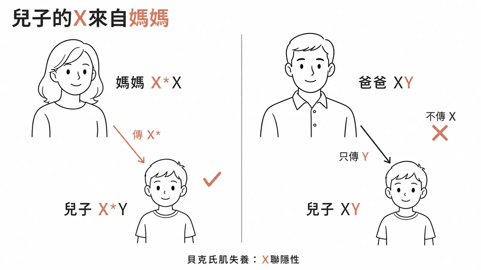 X染色體性聯遺傳:兒子的X來自母親而非父親