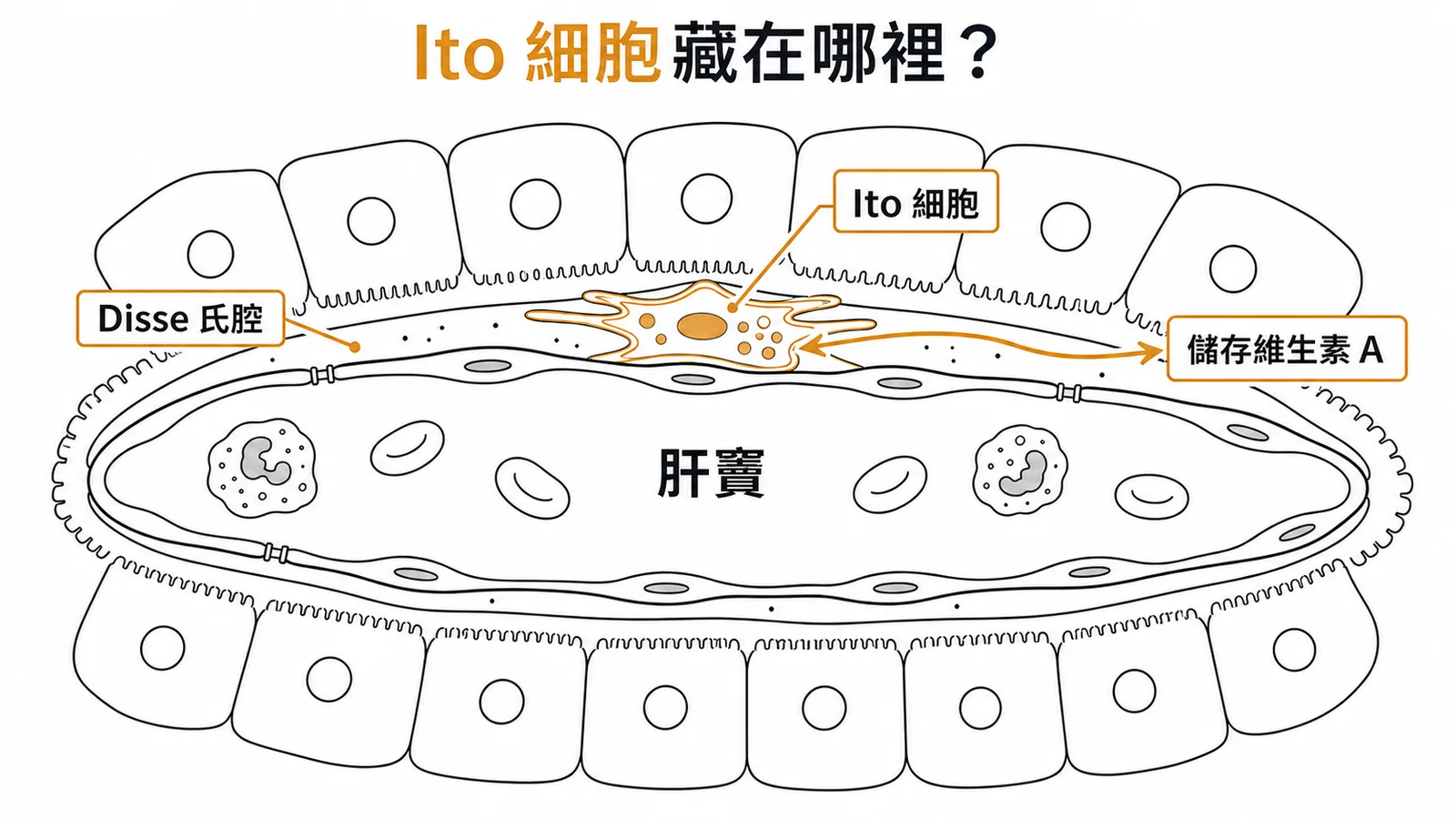 Ito 細胞位於 Disse 氏腔，負責儲存維生素 A