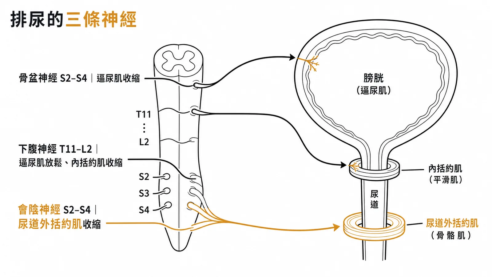 膀胱排尿三條神經支配示意圖