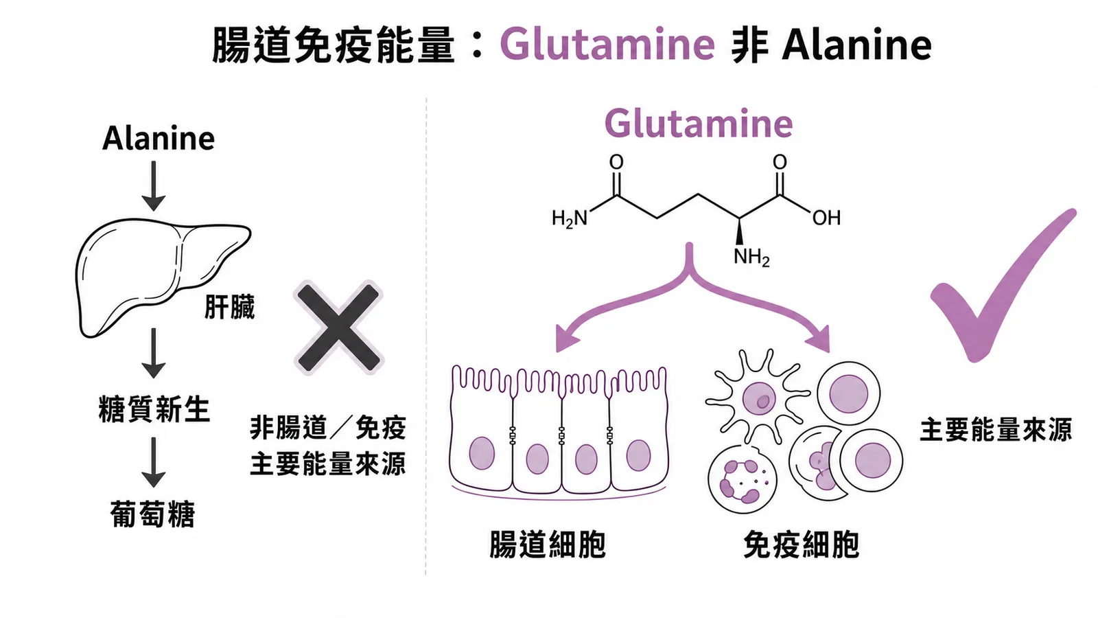 腸道與免疫細胞主要能量來源是Glutamine而非Alanine