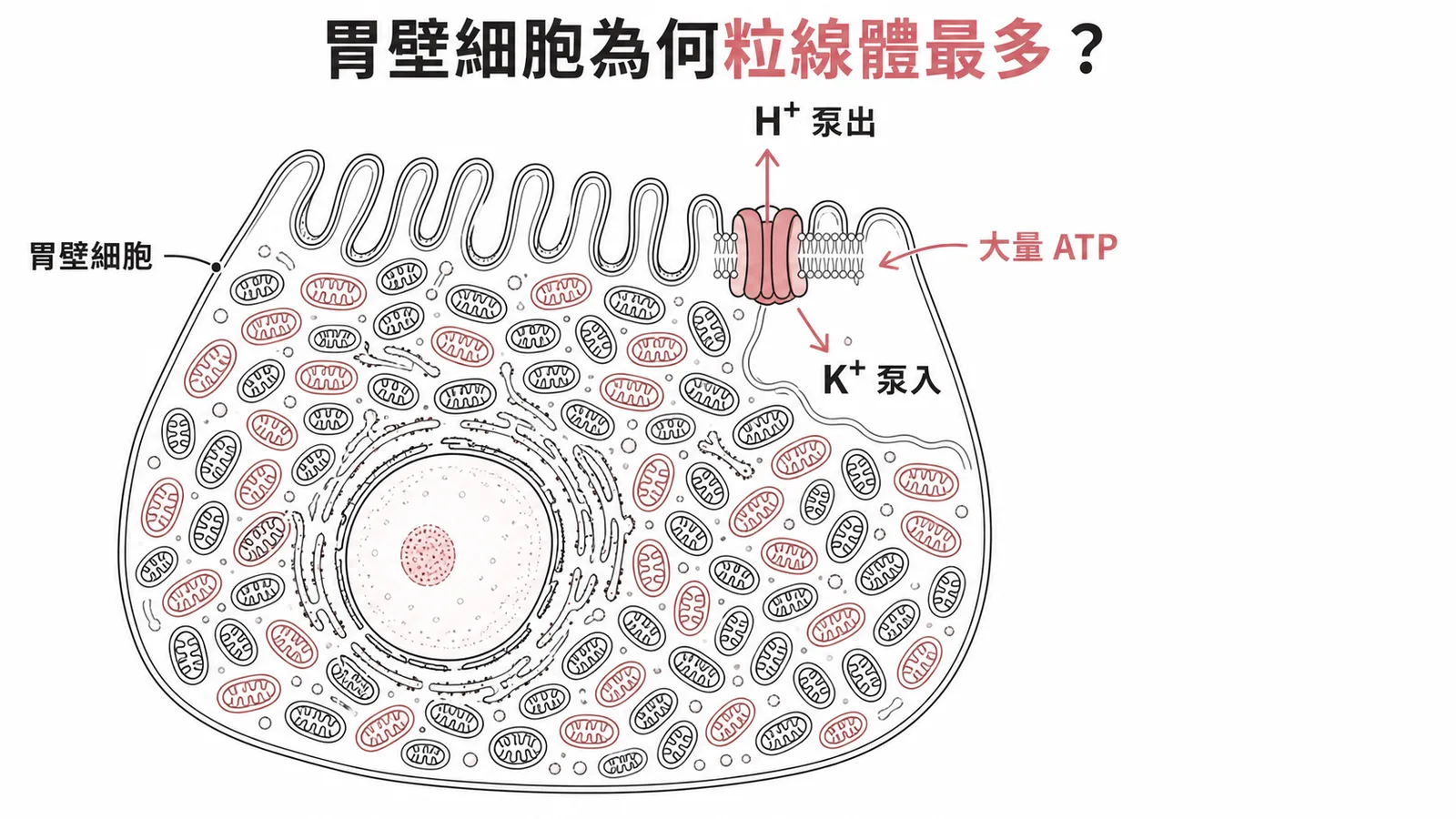胃壁細胞內粒線體密布，驅動 H⁺/K⁺-ATPase 質子幫浦分泌胃酸