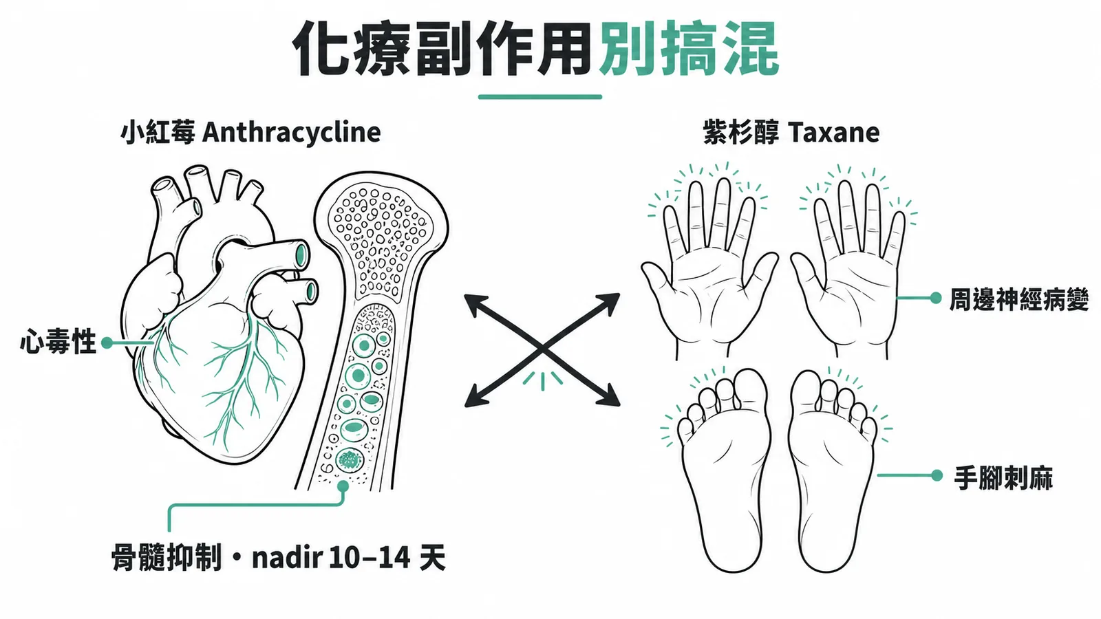 小紅莓→心毒性＋骨髓抑制（nadir 10-14 天），紫杉醇→周邊神經病變