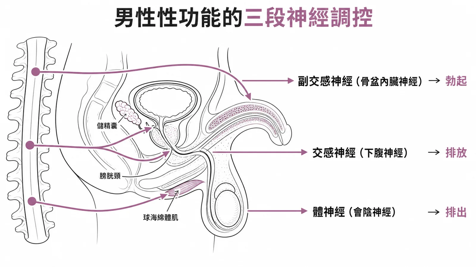 男性性功能三段神經調控:副交感→勃起、交感→排放、體神經→排出