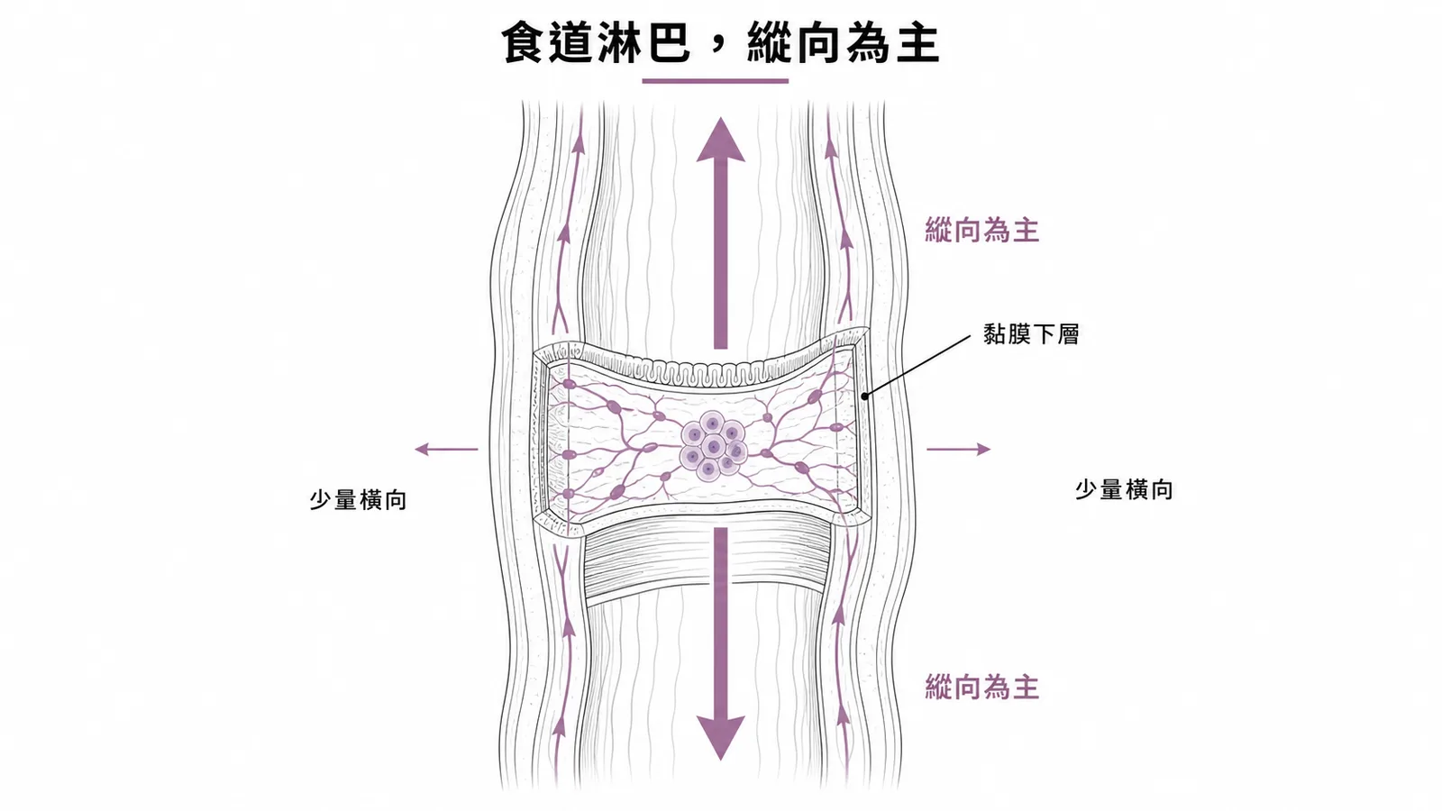 食道淋巴引流以縱向為主的示意圖