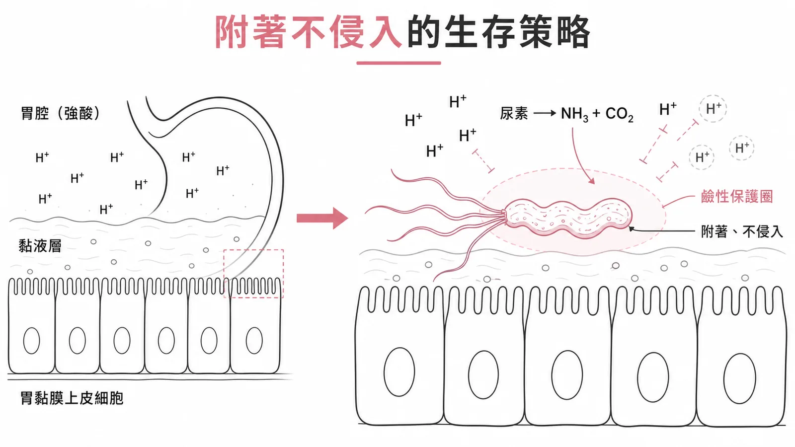 幽門螺旋桿菌附著胃黏膜表面、不侵入細胞，利用尿素酶產氨中和胃酸的生存機制