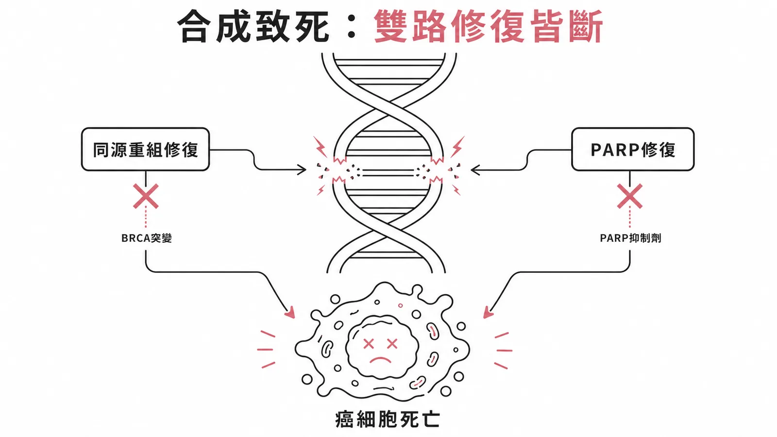 PARP抑制劑合成致死原理：BRCA突變加PARP抑制雙路修復皆斷