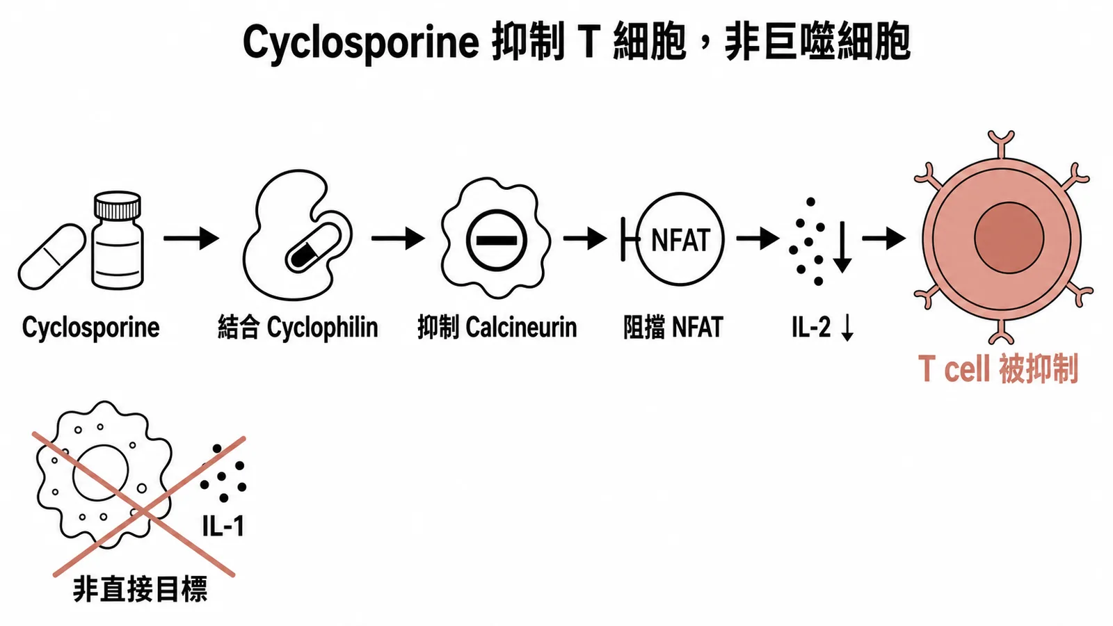 Cyclosporine 經 Cyclophilin 抑制 Calcineurin 阻擋 NFAT 減少 IL-2 來抑制 T 細胞