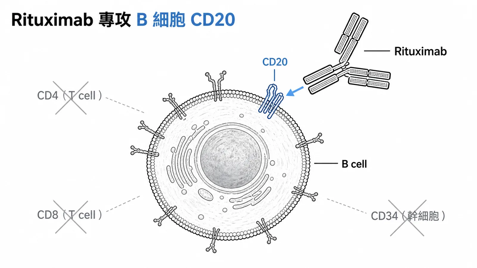 Rituximab 是 anti-CD20 單株抗體,專門結合 B 細胞表面的 CD20