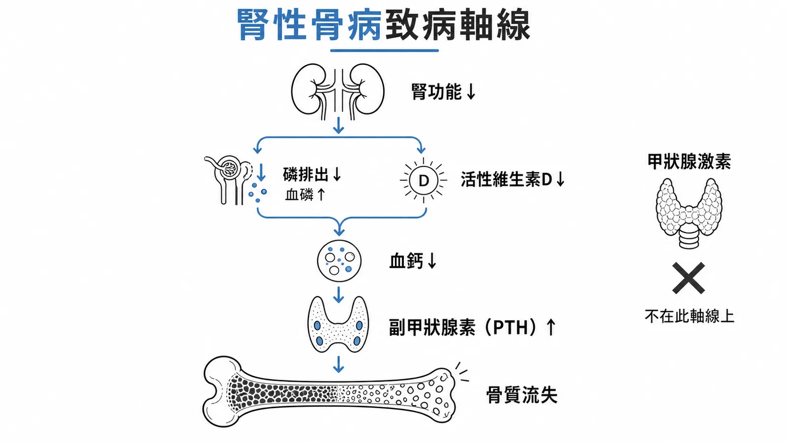 腎性骨病致病軸線：腎功能下降引發磷升高、維生素D缺乏、低血鈣、PTH升高，最終骨質流失