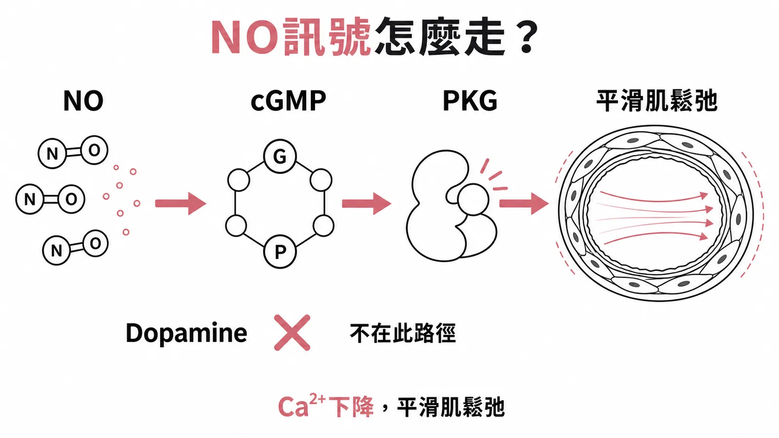 NO訊號路徑：NO→cGMP→PKG→平滑肌鬆弛，Dopamine不在此路徑