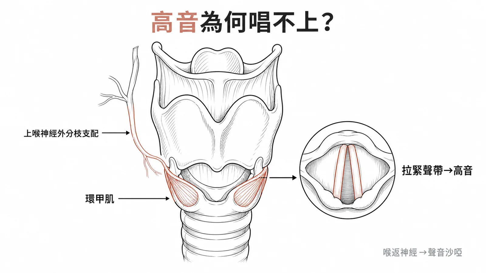 上喉神經外分枝支配環甲肌負責發高音