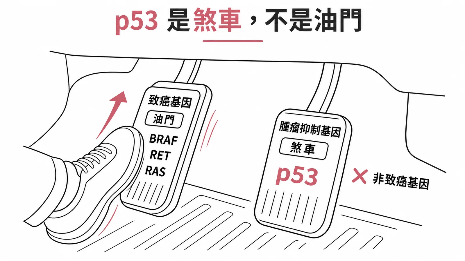 p53是腫瘤抑制基因而非致癌基因